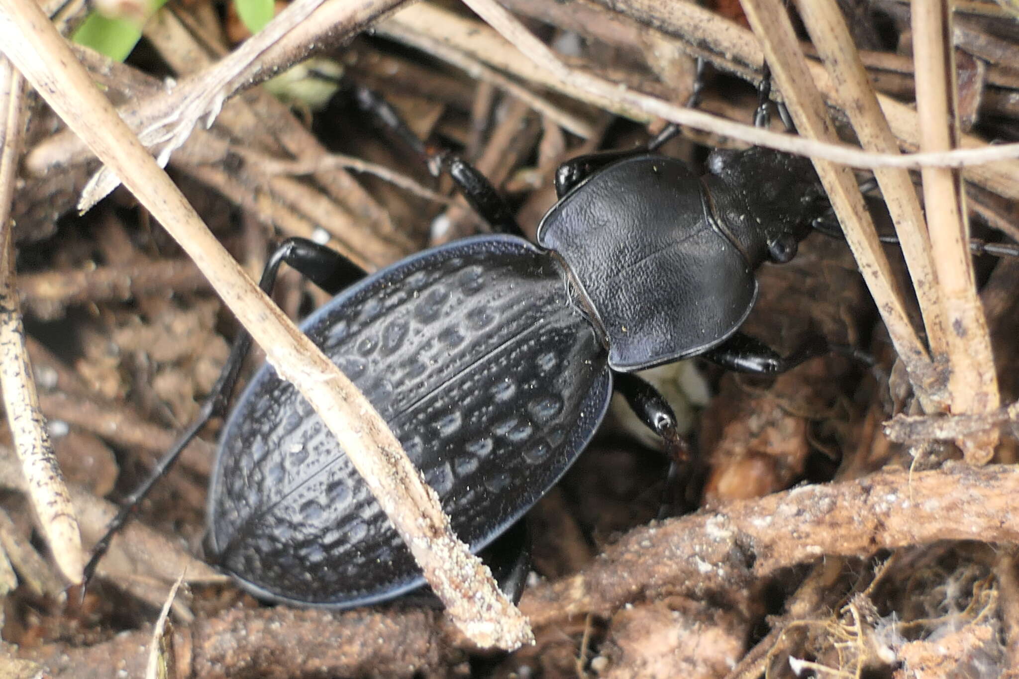 Image of Carabus (Procrustes) chevrolati Cristoforis & Jan 1837