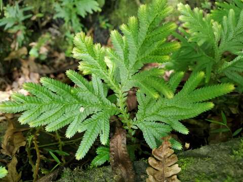 Image of Asian spikemoss