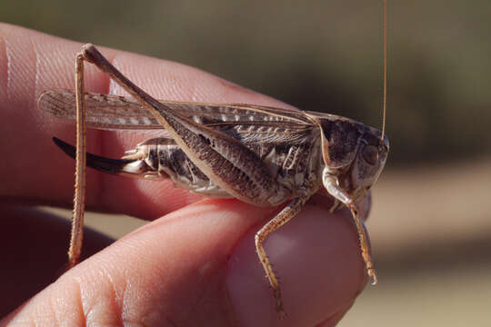 Image of Platycleis affinis Fieber 1853