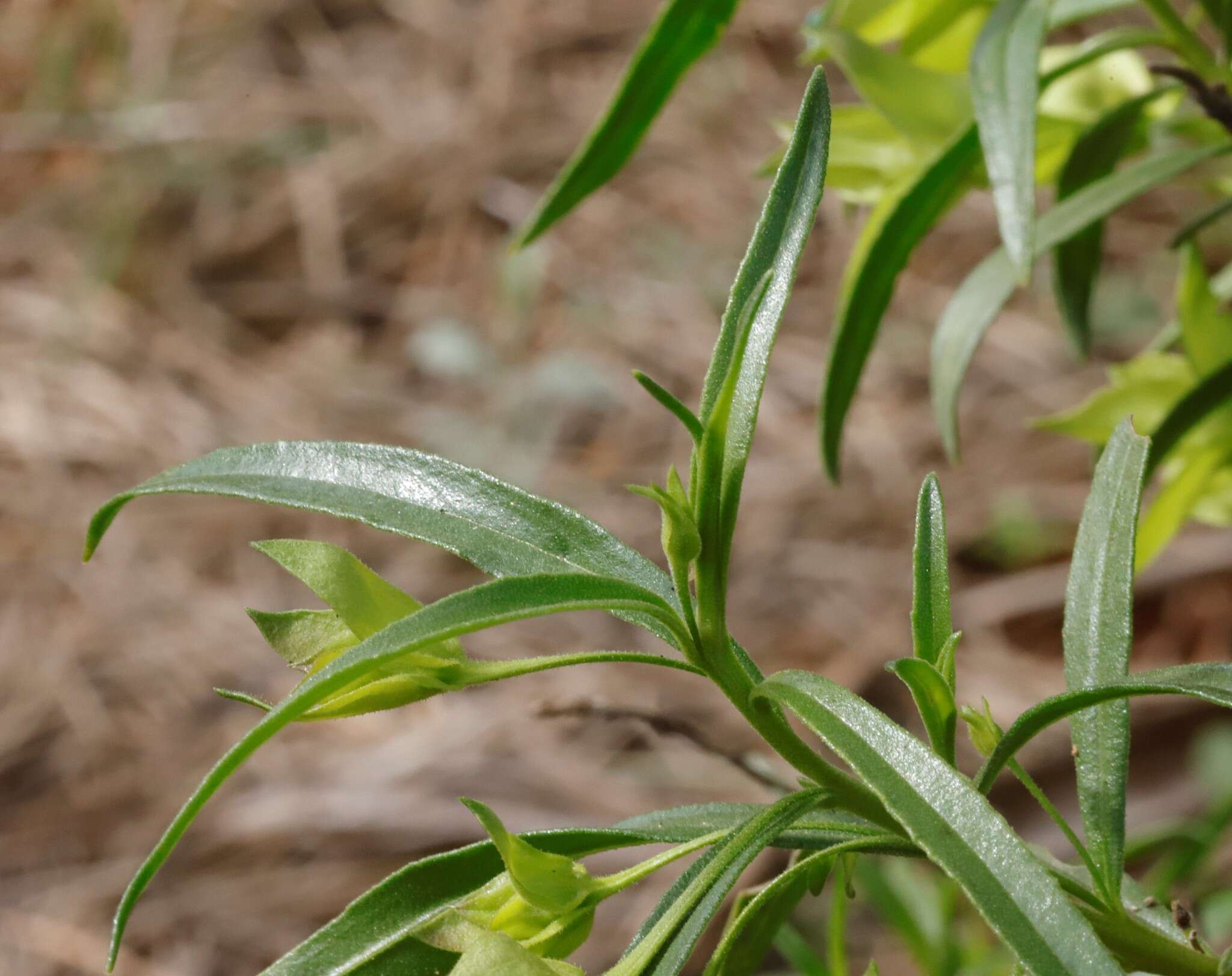 Image of Eremophila clarkei Oldfield & F. Muell.