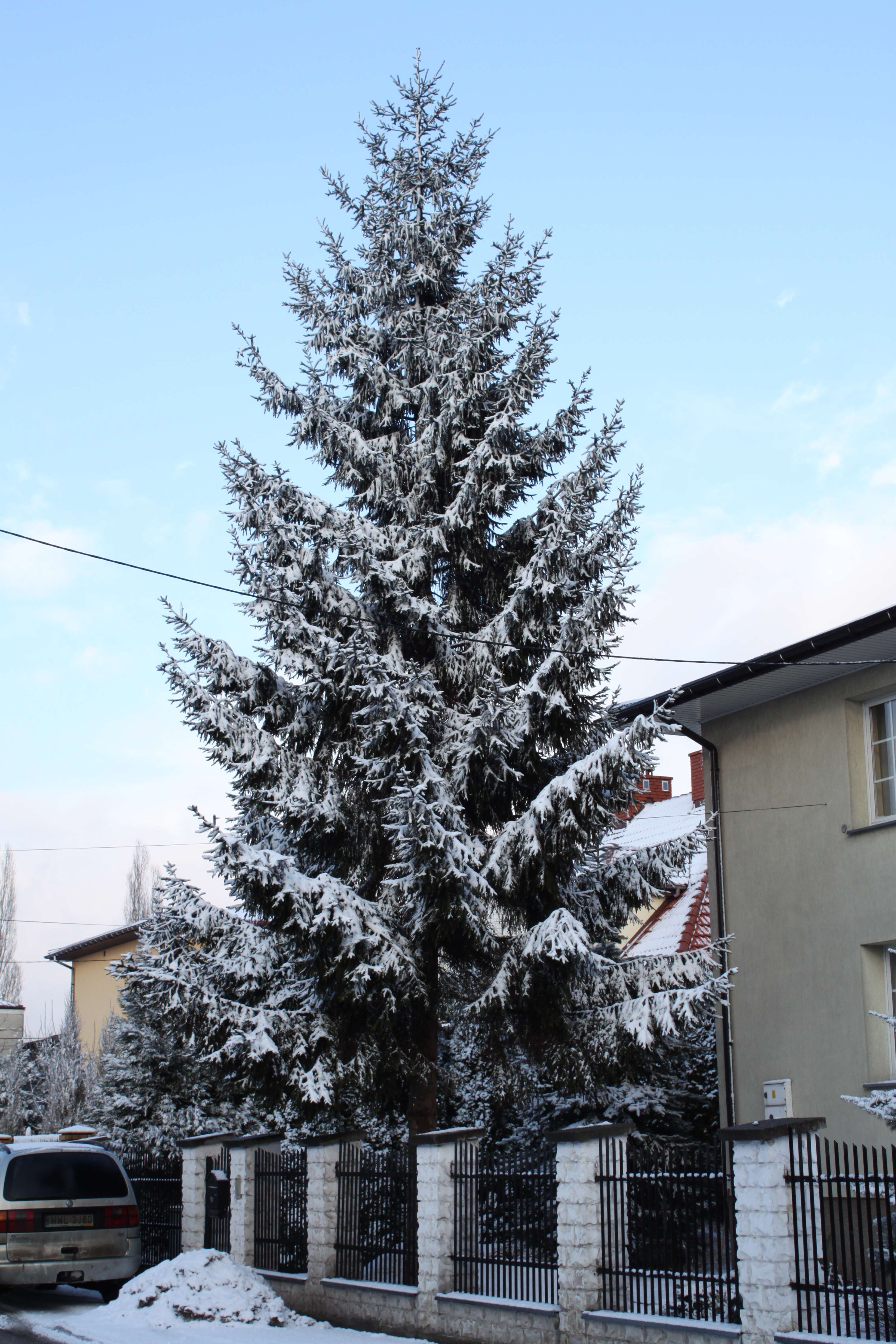 Image of Norway spruce