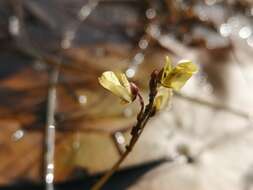 Imagem de Utricularia bremii Heer