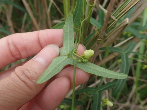 Image of Solena amplexicaulis (Lam.) Gandhi ex Saldanha & Nicolson