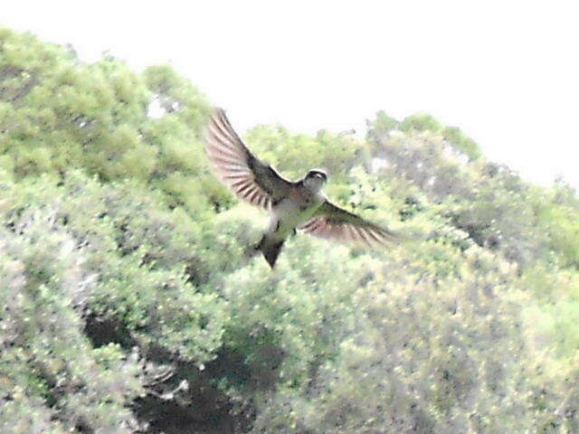 Слика од Hirundo dimidiata dimidiata Sundevall 1850