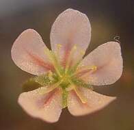 Image of Drosera occidentalis Morr.