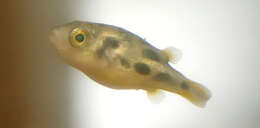 Image of Dwarf Indian Puffer