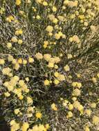 Image of rayless goldenhead