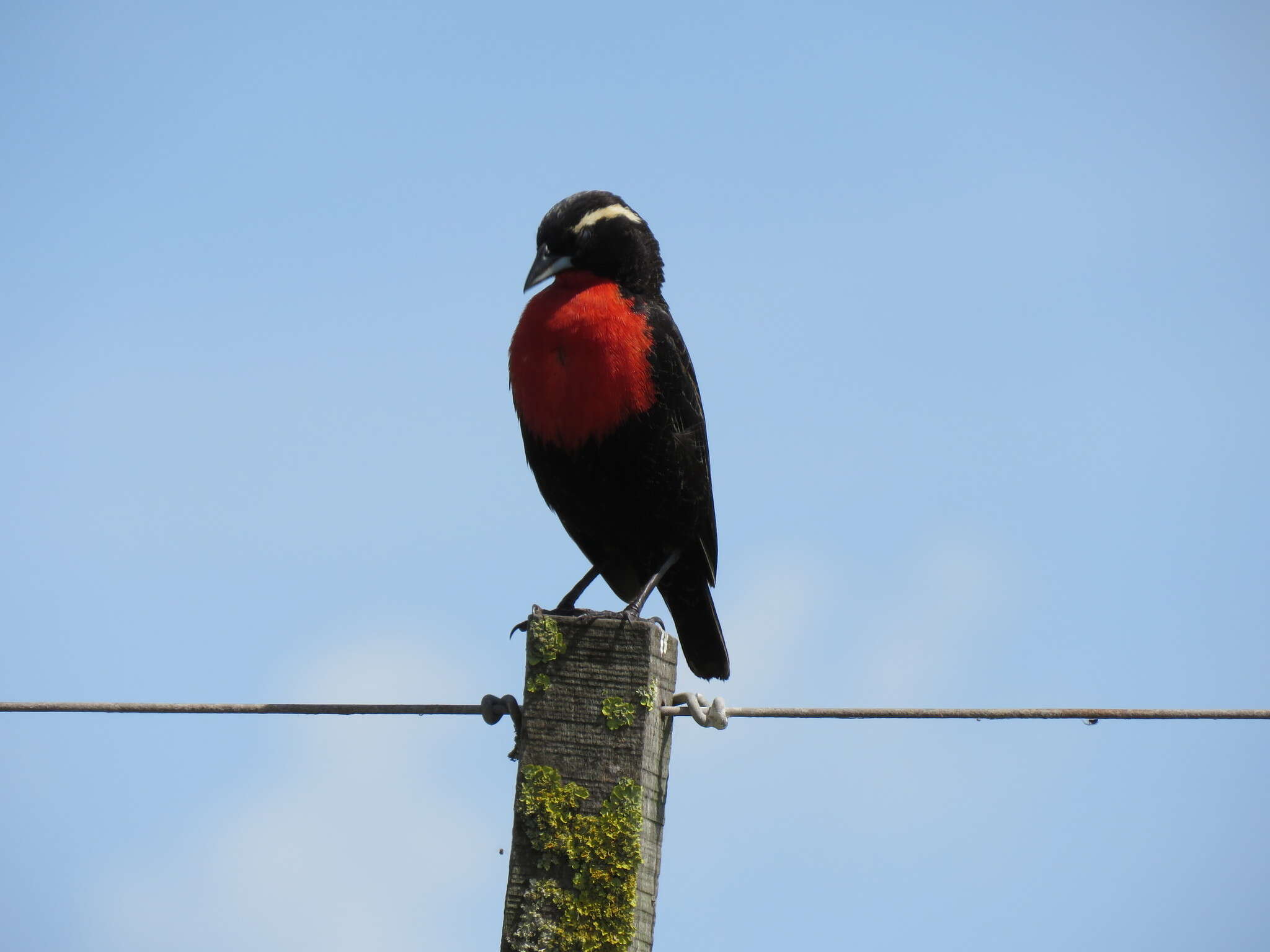 Image of White-browed Blackbird