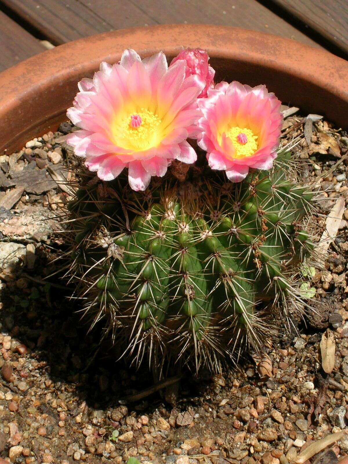 Image of Parodia herteri (Werderm.) N. P. Taylor