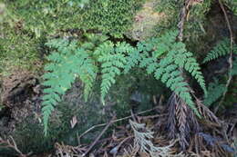 Plancia ëd Leucostegia truncata (D. Don) Fraser-Jenk.