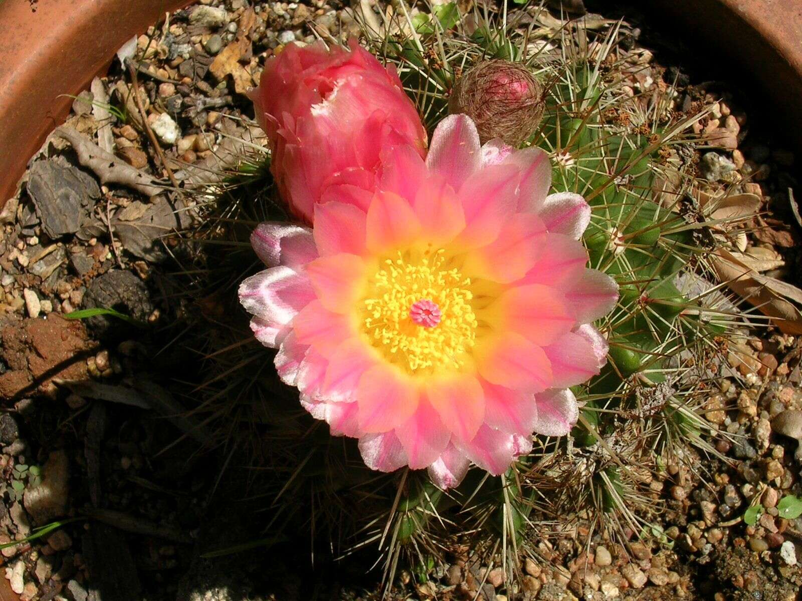 Image of Parodia herteri (Werderm.) N. P. Taylor