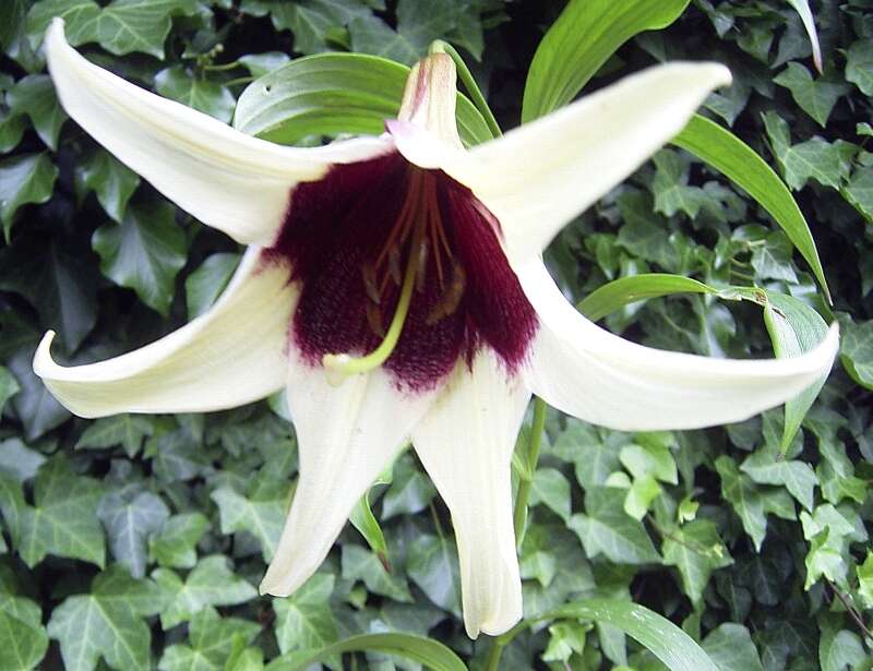 Image of Lilium nepalense D. Don