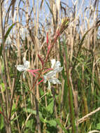 Image of Lindheimer's beeblossom