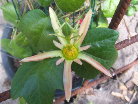 Image of Passiflora herbertiana Ker.-Gawl.