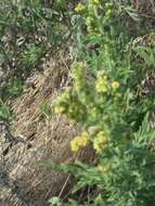 Image of Cuman ragweed