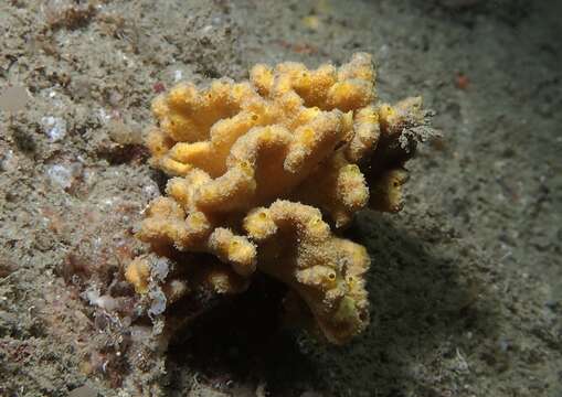 Image of crumpled duster sponge