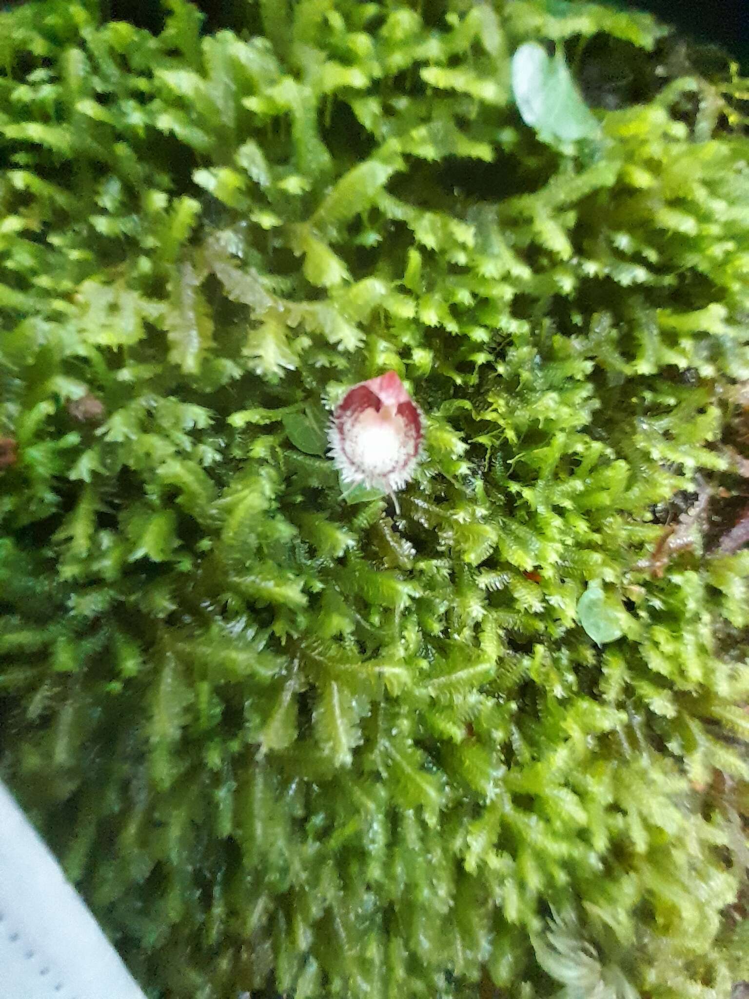 Image of Corybas taiwanensis T. P. Lin & S. Y. Leu