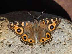 Image of Meadow Argus