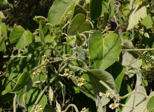 صورة Marsdenia mexicana Decne.