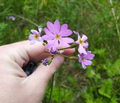 Image of Siberian Primrose