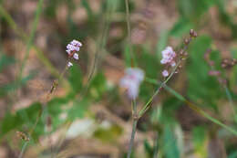 Image of creeping spiderling