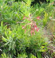 Image of Pelargonium caffrum (Eckl. & Zeyh.) Steud.