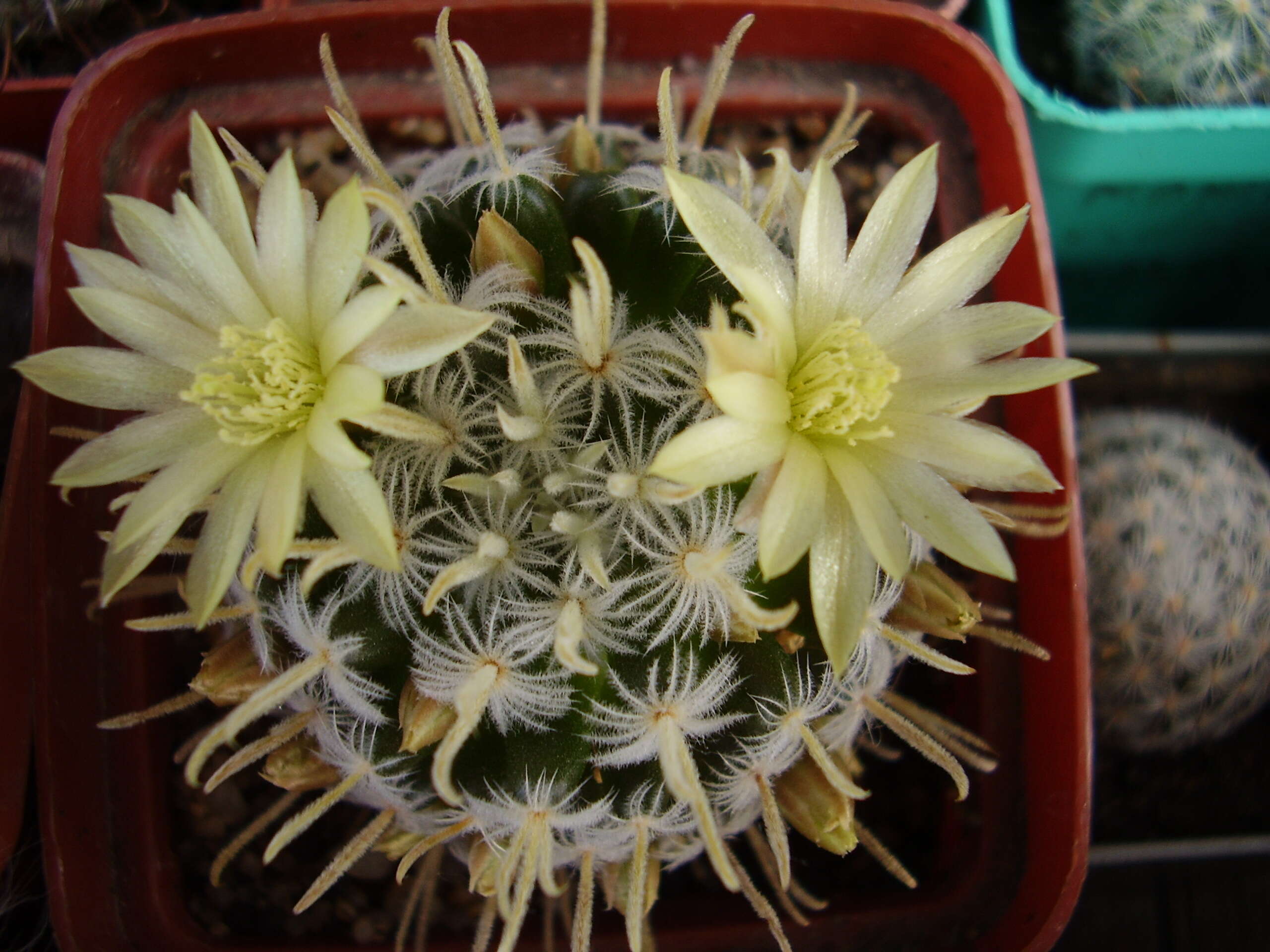 Image of Mammillaria duwei Rogoz. & P. J. Braun