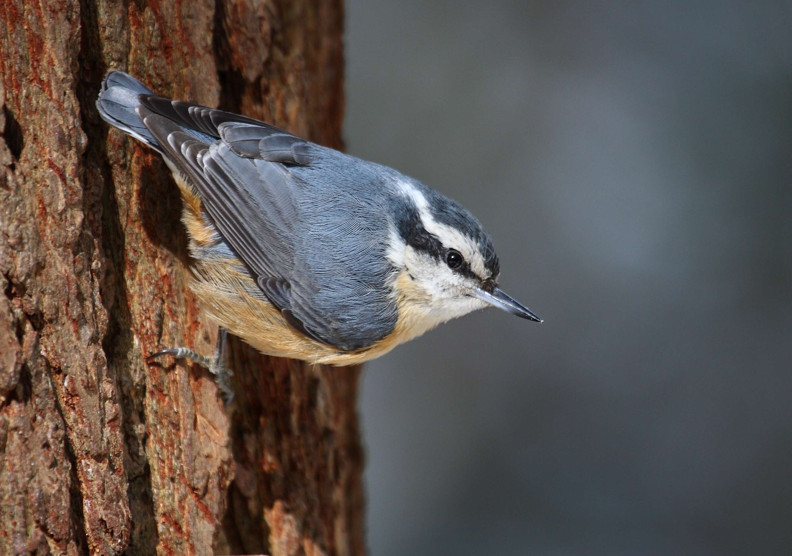 Image of Red-breasted Nuthatch