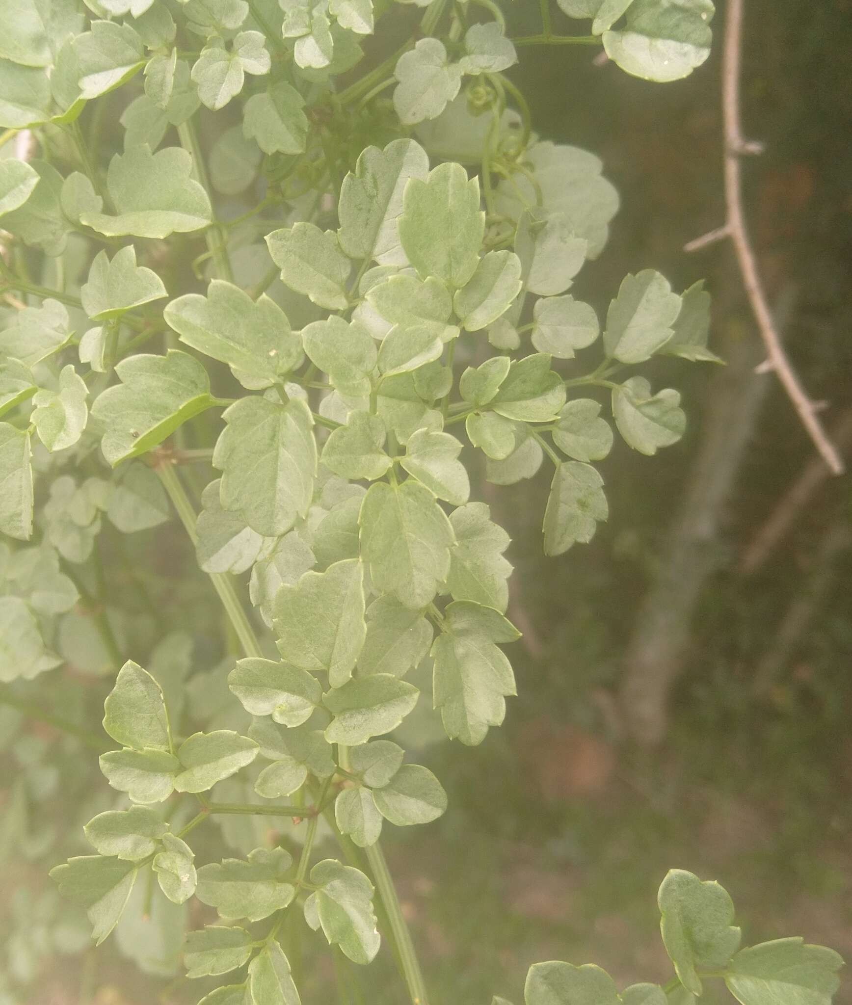 Plancia ëd Cyphostemma sulcatum (C. A. Sm.) J. van der Merwe