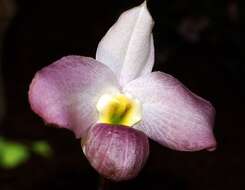 Image de Paphiopedilum vietnamense O. Gruss & Perner