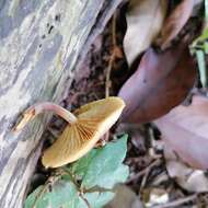 Image of Gymnopilus dilepis (Berk. & Broome) Singer 1951