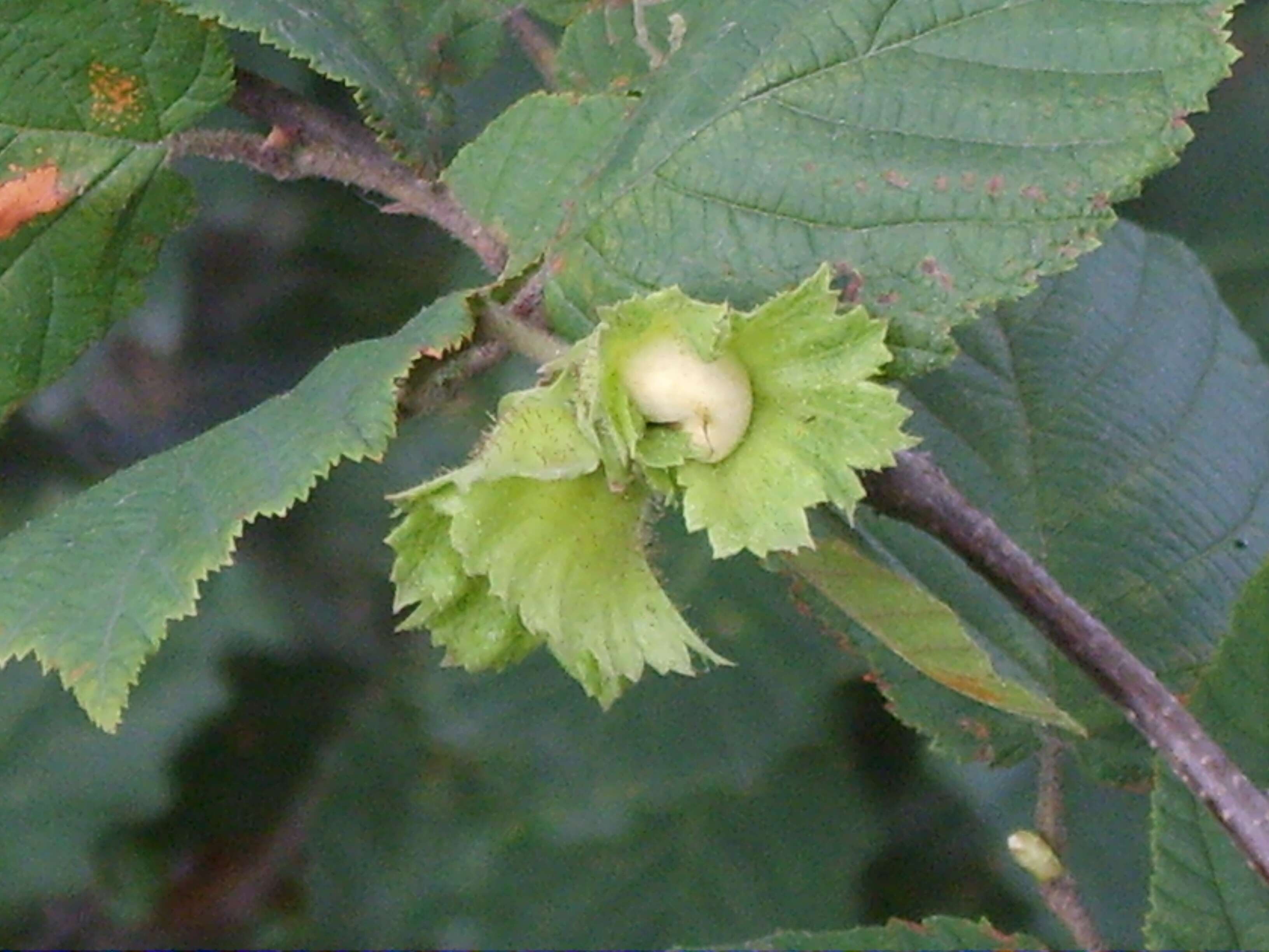 Image of Siberian hazelnut