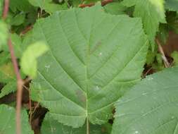 Image of Siberian hazelnut