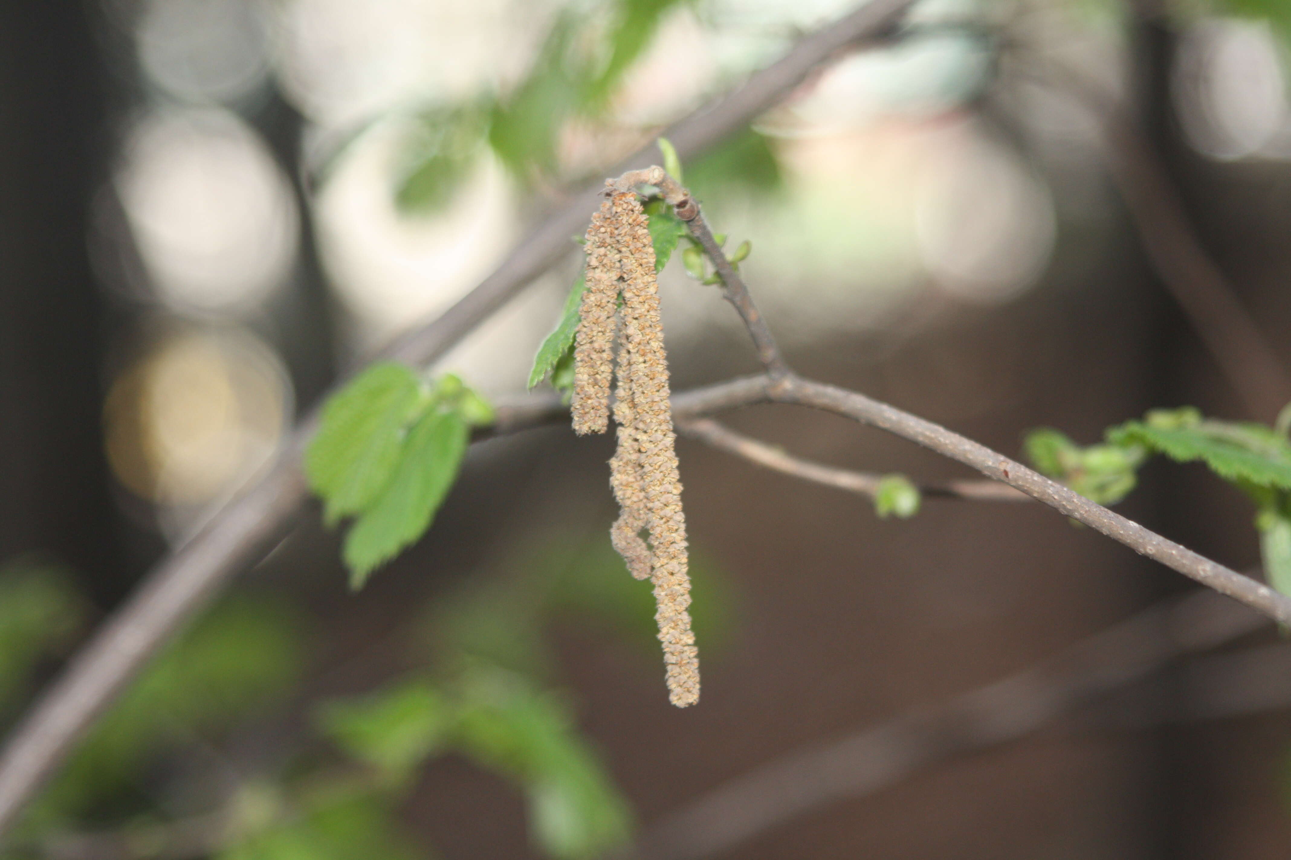 Image of Siberian hazelnut