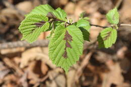 Image of Siberian hazelnut