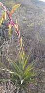 Image of Tillandsia lajensis André