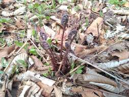 Sivun Athyrium rubripes (Kom.) Kom. kuva