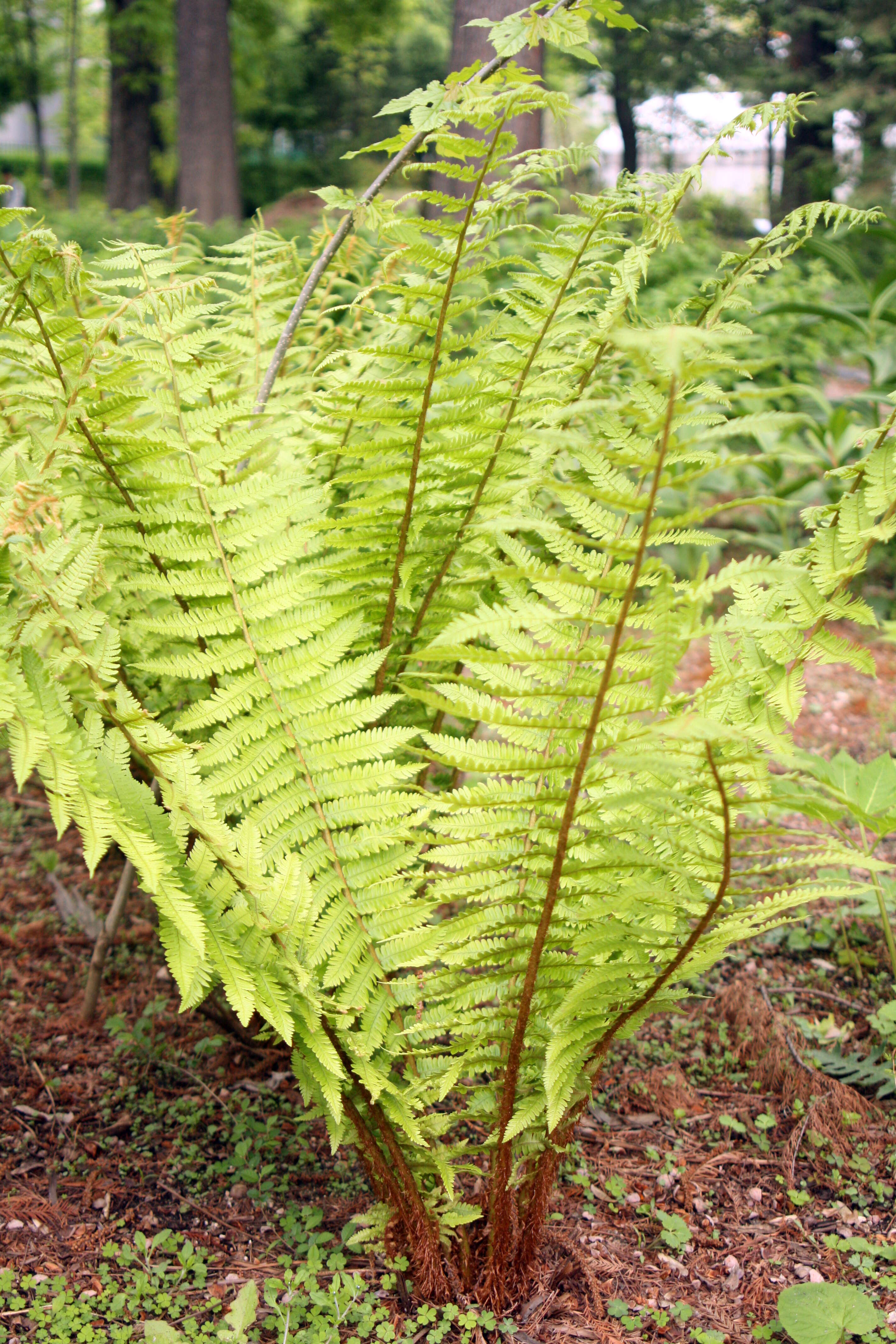 Image of Dryopteris crassirhizoma Nakai