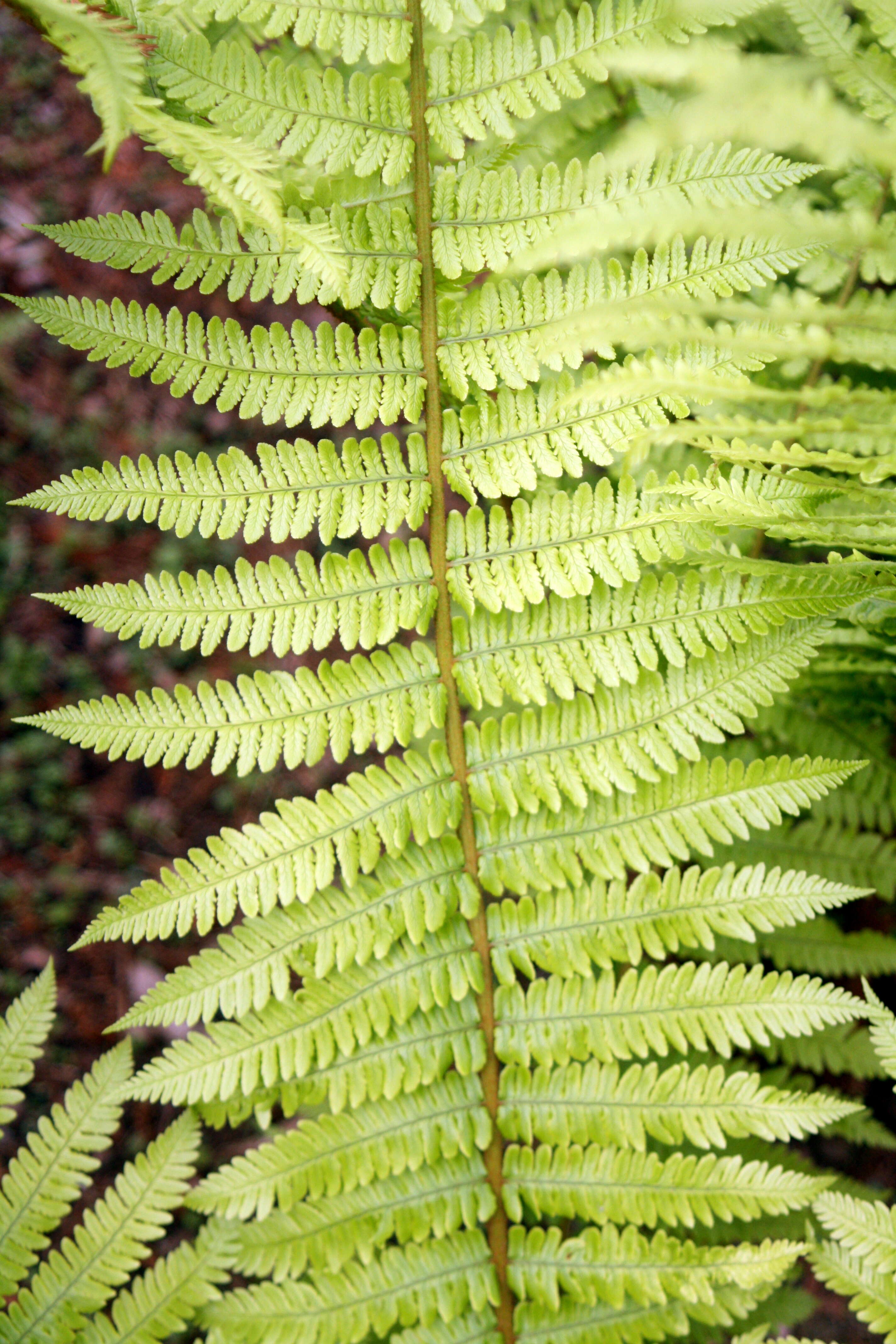 Image of Dryopteris crassirhizoma Nakai