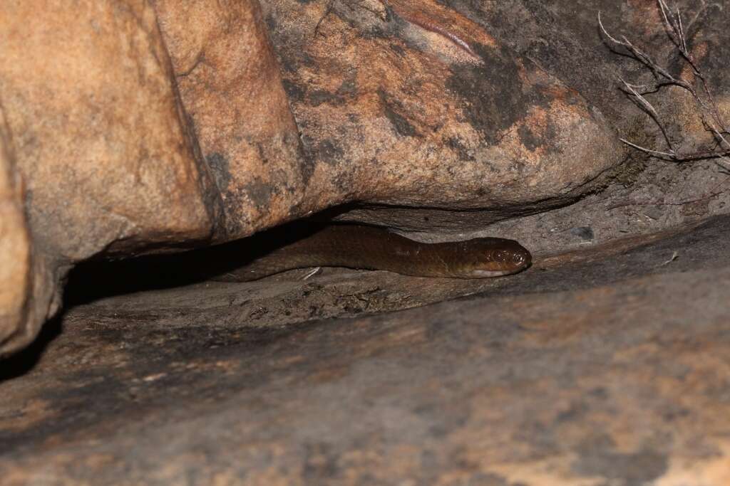 Image of Common Brown Water Snake