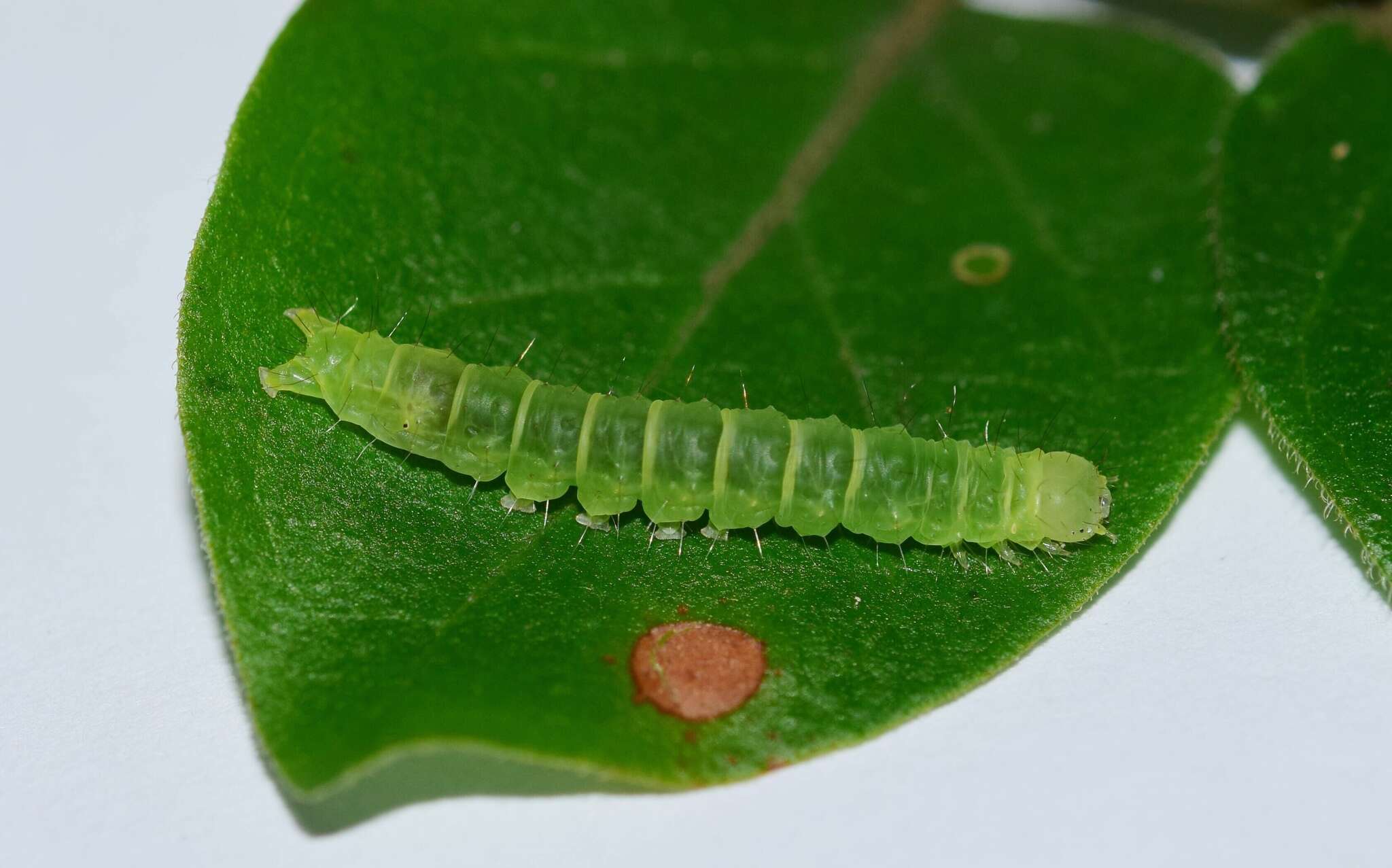 Image of Gracilodes caffra Guenée 1852