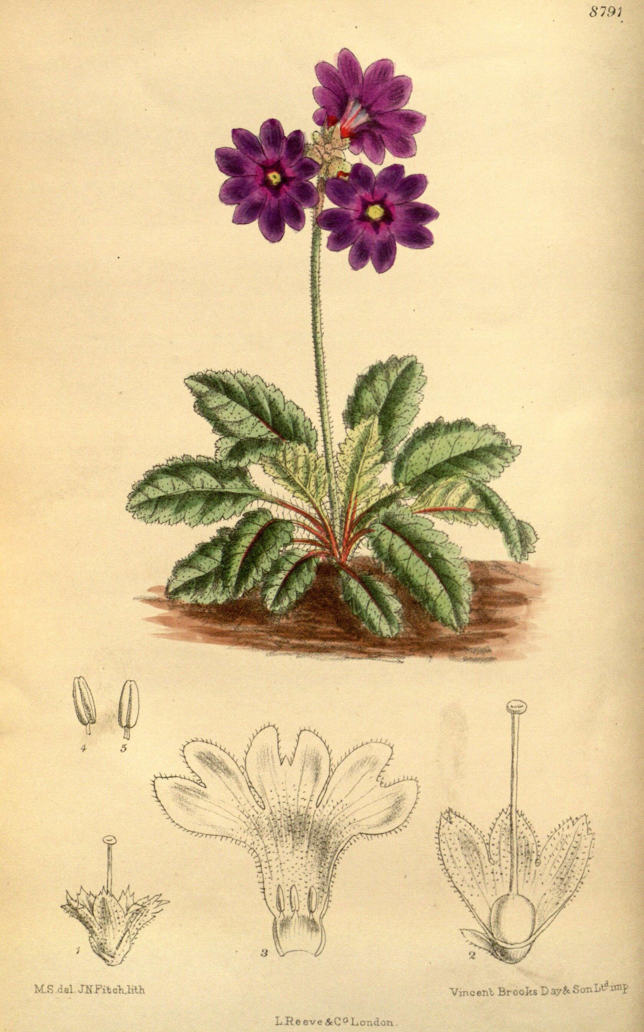 Image of Primula chasmophila I. B. Balf. ex Hutchinson