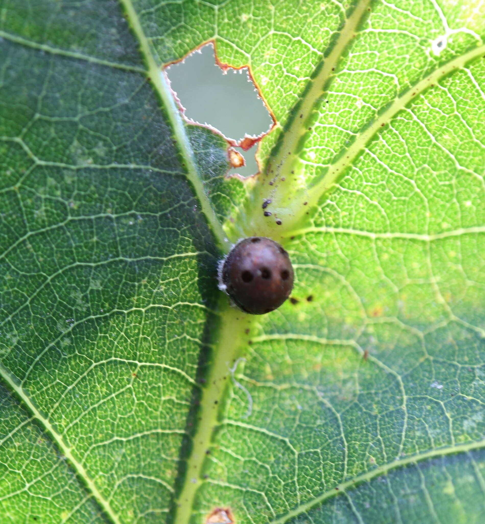 Image of Nanokermes folium Bullington & Kosztarab 1985