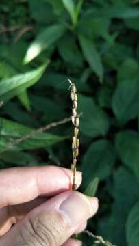 Image of Achyranthes longifolia (Makino) Makino