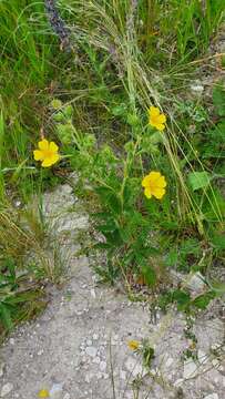 Image of Potentilla recta subsp. pilosa (Willd.) Jav.