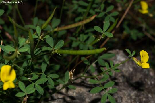 Image of Hosackia repens G. Don