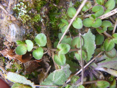 Image de Epilobium insulare Hausskn.