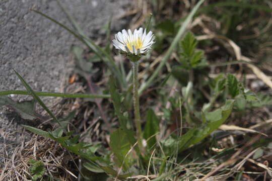 Image of Japanese dandelion