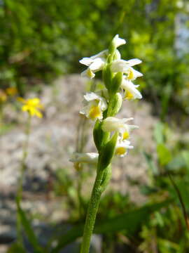 Image of Shining Ladies'-Tresses