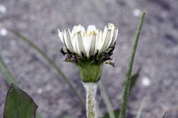 Image of Japanese dandelion
